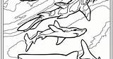 Coloring Sharks sketch template