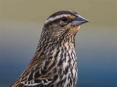 female red winged blackbirds identification guide male  female unianimal