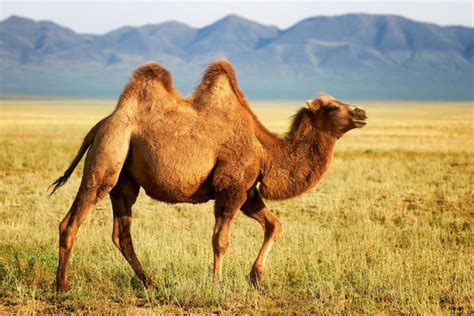 camello marruecoscom