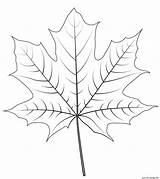 Maple sketch template