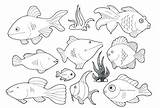 Sea Pages Coloring Deep Creatures Getcolorings Creature Getdrawings Color sketch template