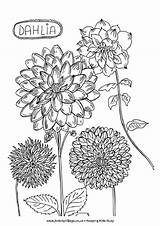 Coloring Colouring Pages Dahlia Flower Dalia Flowers Drawing Hollyhock Activityvillage Adult Hollyhocks Template Nature Doodles Blank Da Summer Print Tattoo sketch template