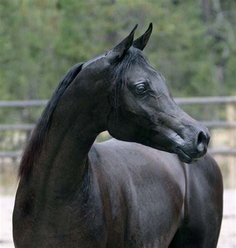 images  black arabian horses  pinterest parks show