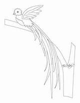 Quetzal Guatemala Coloring Pages Color Getcolorings Bird Printable Flag Birds Drawings sketch template