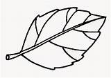 Daun Mewarnai Kartun Sketsa Sirih Lucu Mangga Tumbuhan Bunga Polos Bentuk Salam Hijau Buah Bahagian Kumpulan Batang Akar Sains Berwarna sketch template