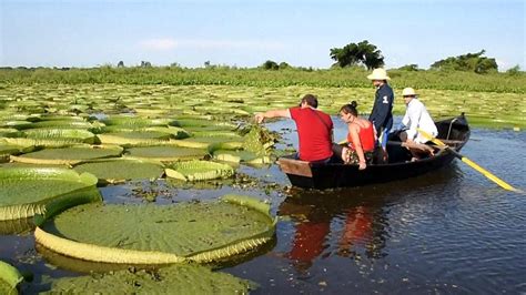 paraguay lagoon sees giant lily pads return bbc news