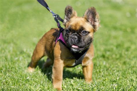 fluffy frenchie        unusual pup