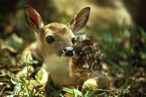 filecute deer fawnjpg