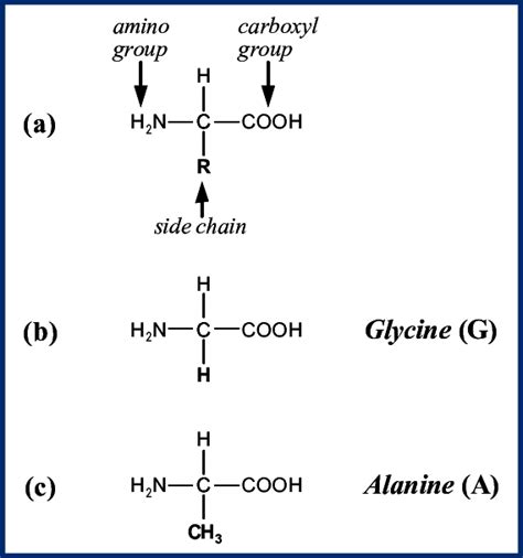 general structure   amino acids  amino group  carboxyl  scientific