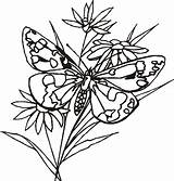 Butterfly Coloring Pages Kids Color Butterflies Cartoon Flower Part Cliparts Resting Twig Library Clipart sketch template