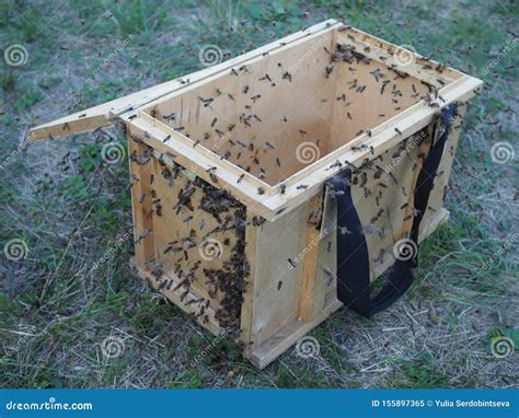 tijdelijke draagbare kleine houten bijenkorf met bijen stock afbeelding image  uitziend