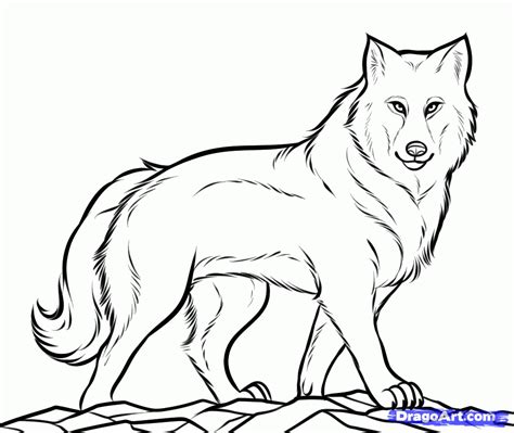 wolf drawings step  step   draw  gray wolf timber wolf step