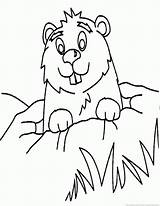 Woodchuck Groundhog Coloring 123coloringpages Animal sketch template