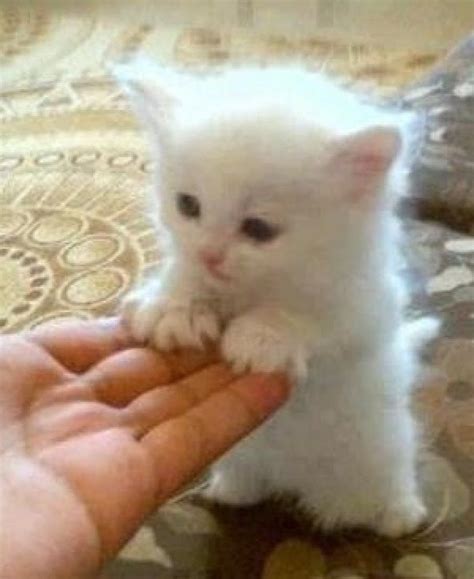 best cute cats kittens compilation 2015 video top 10 cute