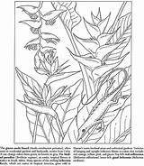 Heliconia Designlooter Anole sketch template