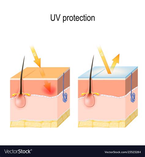 uv protection  sensitive skin royalty  vector image