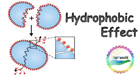 hydrophobic effect youtube