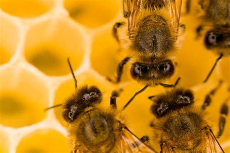 bees  honey  scientist