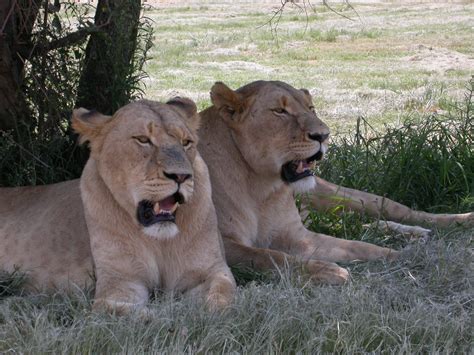 lion park johannesburg