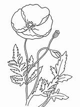 Poppy Remembrance Coloring Pages Flower Template Colouring Flowers Poppies Printable Drawing Outline Pdf Print California Templates Color Kids Size Sheets sketch template