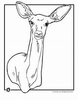 Coloring Deer Pages Doe Kids Printable Jr Animal Print Animaljr Tailed Cartoon Printer Send Button Special Only Click Use источник sketch template
