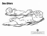Otter Coloring Sea Pages Printable Otters Stencil Designlooter Draw 57kb 610px sketch template