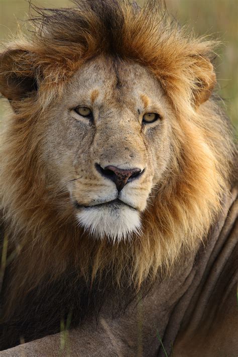 male lion  kenya black mane