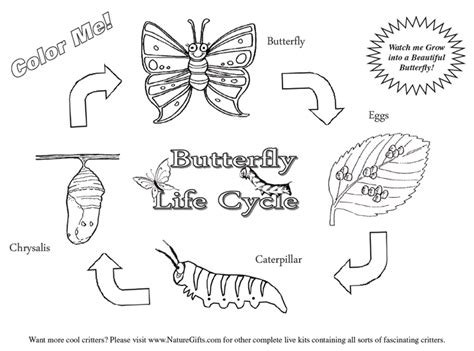 butterfly coloring pages butterfly life cycle