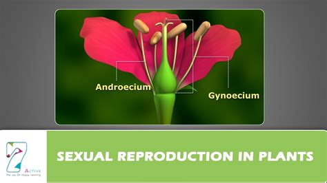 Sexual Reproduction In Plants Youtube