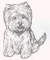 Terrier Highland sketch template