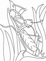 Coloring Mantis Pages Leaf Searching sketch template