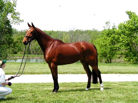 hanoverian google images hanoverian horses horse breeds