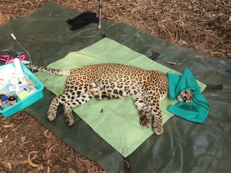leopards  mumbai  radio collars  reduce conflict wildlife sos