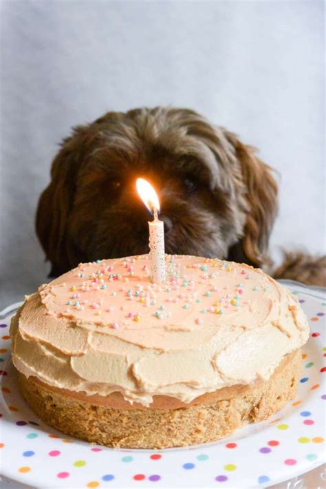 mini dog birthday cake  dish  door recipe dog birthday