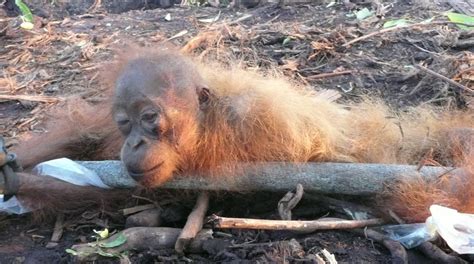 Orangutans At Risk Of Extinction Due To Palm Oil Production