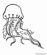 Colorear Medusa Marinos Ozean Biopedia sketch template