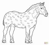 Coloring Horse Pages Appaloosa Rearing Miniature Percheron Printable Color Horses Pferde Running Wanda Getcolorings Malvorlagen Getdrawings Print Arabian Foal Ausmalbilder sketch template