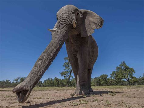 animals  shockingly strange noses