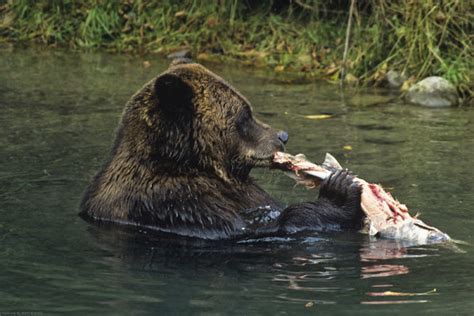 meet our species of the month the grizzly bear