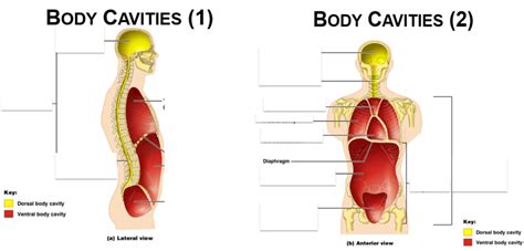 dorsal body cavity   site      quizlet