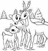 Pages Realistic Reindeer Coloring Getcolorings Deer sketch template