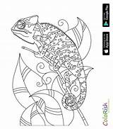 Coloring Reptile Amphibian Caecilian Doodles Yellowimages sketch template