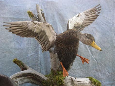 showpiece taxidermy wood duck mallard  pintail mounts