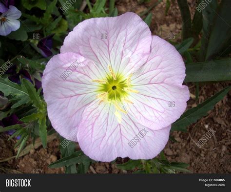 simple flower image photo  trial bigstock