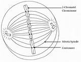Mitosis Drawing Cell Phases Cycle Metaphase Getdrawings Cytokinesis Chromosomes Spindle sketch template