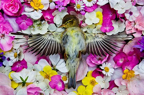 photographer creates beautiful flower graves  honor dead animals