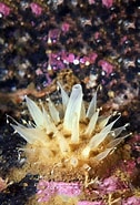 Afbeeldingsresultaten voor "polymastia Spinula". Grootte: 126 x 185. Bron: www.sciencephoto.com