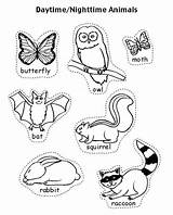 Animals Nocturnal Coloring Pages Night Animal Hibernation Preschool Hibernating Activities Time Angol Feladatok Sheets Kids Kindergarten Diurnal Brave Little Színezk sketch template