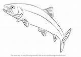 Trout Draw Drawing Step Fishes Tutorials Drawingtutorials101 sketch template