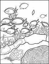 Rafa Koralowa Arrecifes Kolorowanki Koralle Arrecife Fish Korallen Koraal Dzieci Kleurplaten Designlooter Animales Kelas Cerita Dibujo Letzte Seite Zona Sutori sketch template